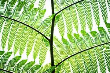 fernleaf fernleaf by Corrine Ponsen