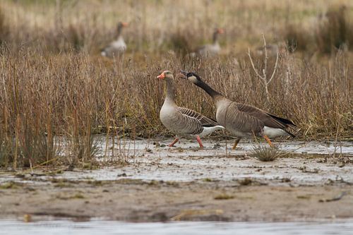 Meningsverschil in de natuur