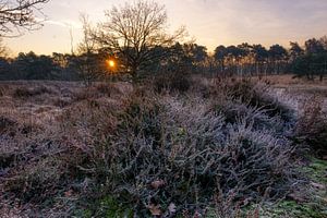Wintersonne