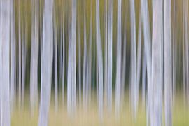 Sand birches by Sven-Erik Arndt