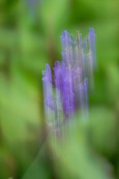 Fleur violette en mouvement