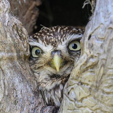 Little owl peers from a tree by paula ketz