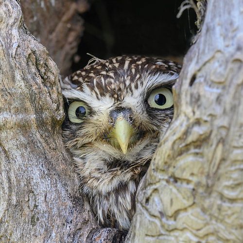 Little owl peers from a tree