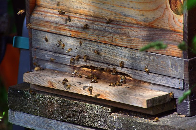 Détail de la ruche par Edgar Schermaul