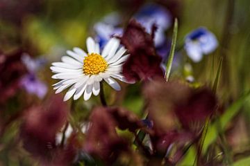 Marguerite sur Rob Boon