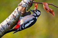 Bonte Specht - Herfst van Claudia Esveldt thumbnail