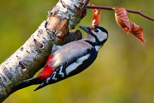 Pied Woodpecker - Autumn