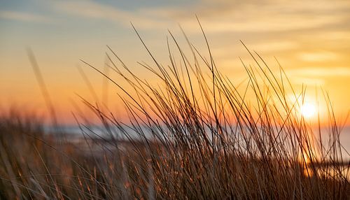 Close-up helmgras met ondergaande zon
