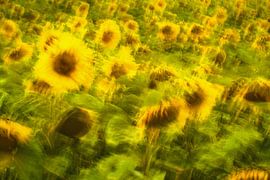 Sonnenblumen Wischi-Waschi von Sabine Böke-Bergau