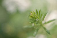 Bokeh in the summer