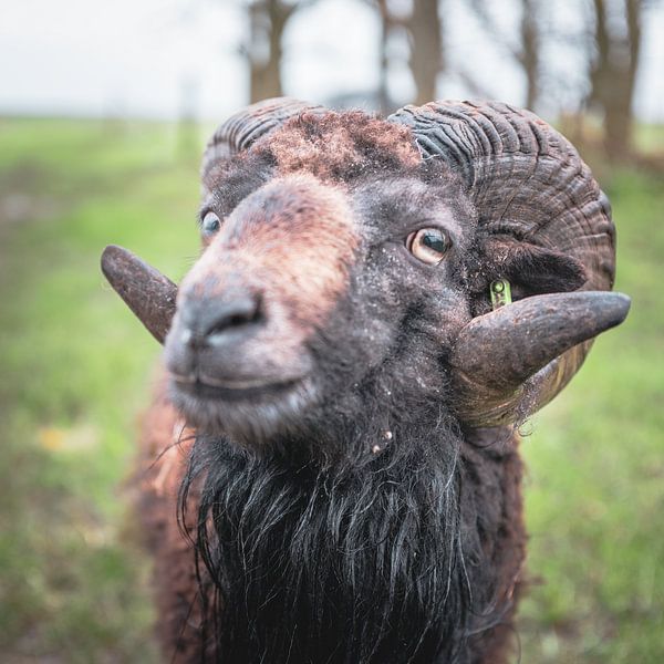Curious ram by Joris Louwes