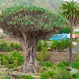 Le célèbre arbre aux dragons de Tenerife sur Nicole
