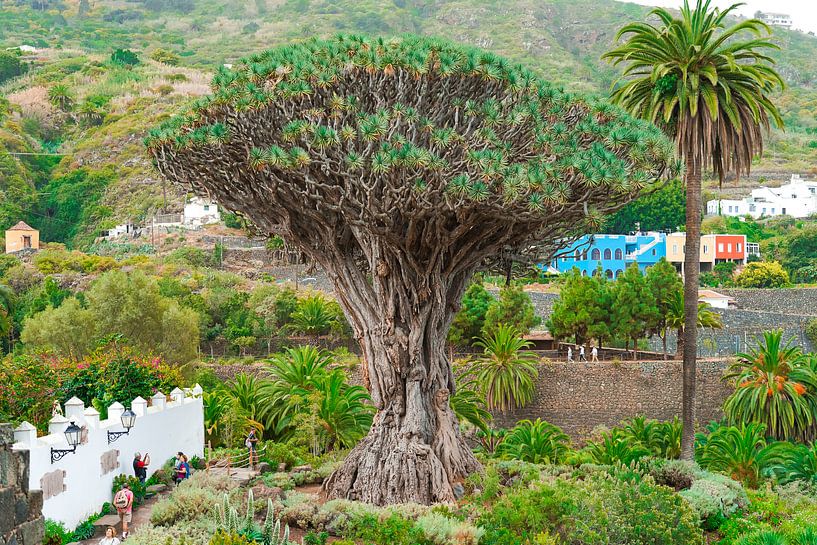 Famous dragon tree in Tenerife by Nicole