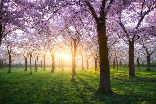 Bloesempark Amstelveen Amsterdamse Bos