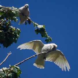 Witte kaketoes tegen een blauwe lucht
