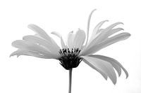 Helenium