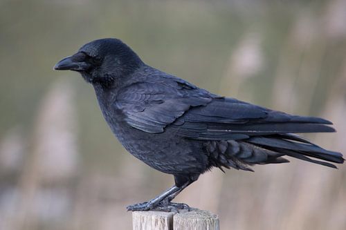 Nahaufnahme einer Krähe