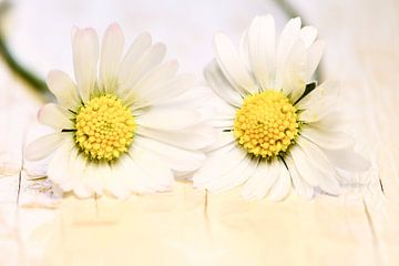 zwei Gänseblümchen von Jana Behr
