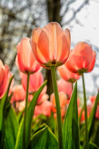 Oranjerood tulpen