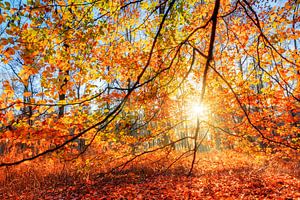 Herfstkleuren in het bos sur Dennis van de Water