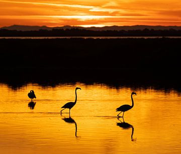 Flamingo's met ondergaande zon van Mirella Zwanenburg