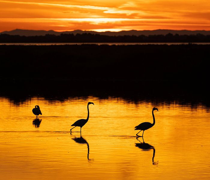 Flamingo&#039;s mit untergehender Sonne von Mirella Zwanenburg