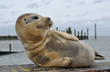 Zeehond  van Ronald Timmer