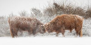 Scottish Highlanders stand off in the snow