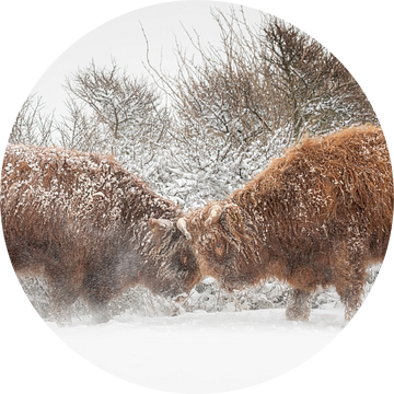 Schotse hooglanders "stand off" in de sneeuw van Richard Guijt Photography
