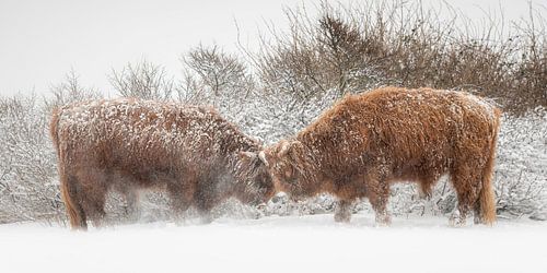 Les Highlanders écossais se tiennent en respect dans la neige.