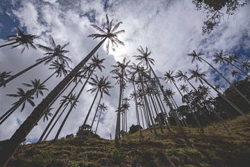 Wax palm trees at the bottom of the hill by Ronne Vinkx