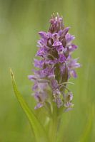 Orchis