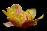 Tulpen Weelde 02