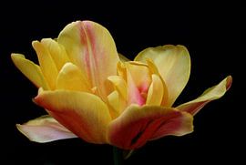 Tulpen Weelde 02 von Aart Disselen