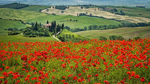 Podere Belvedere in a flowering poppy field II