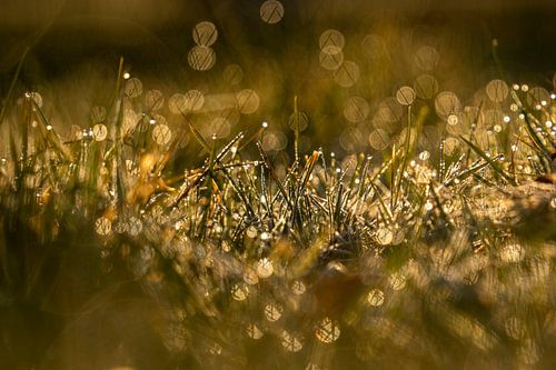 Morgengold von Angelique van Hulst