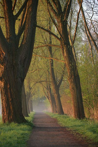 weg tussen bomen van Jana Behr