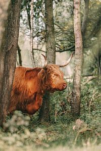 Le Highlander écossais parmi les arbres