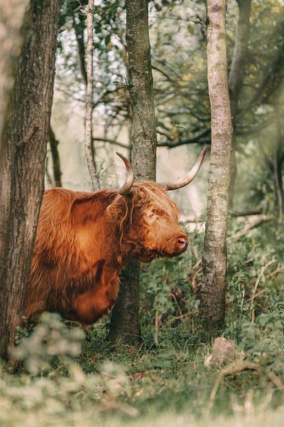 Scottish Highlander among the trees by Maria-Maaike Dijkstra