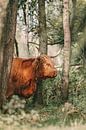 Schotse Hooglander tussen de bomen van Maria-Maaike Dijkstra thumbnail