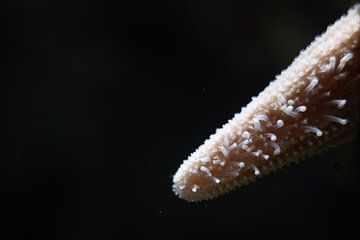 Tentacules d'une étoile de mer