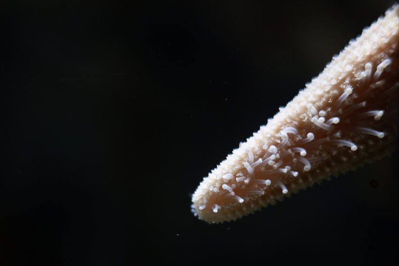 Tentacles of a starfish by Barbara Koppe