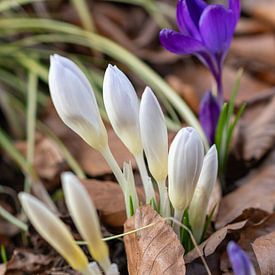 Lente ontwaken van Bettina Schnittert