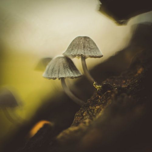 Paddenstoelen - De stille wachters van het bos van Danielle Tempelaars