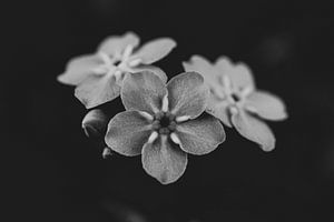 Forgetmenot vergeetmijnietje vergeet-mij-nietje van Crystal Clear