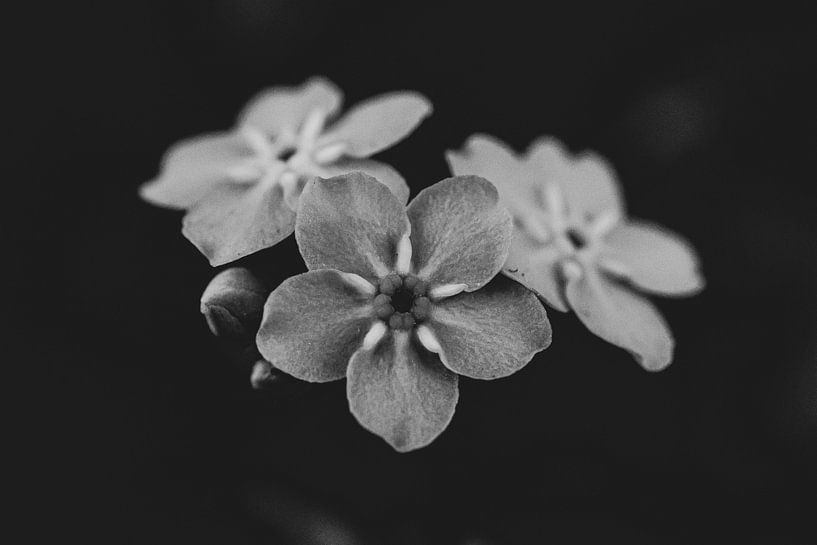 Forgetmenot by Crystal Clear