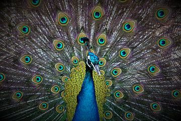 Peacock by Leon Saanen