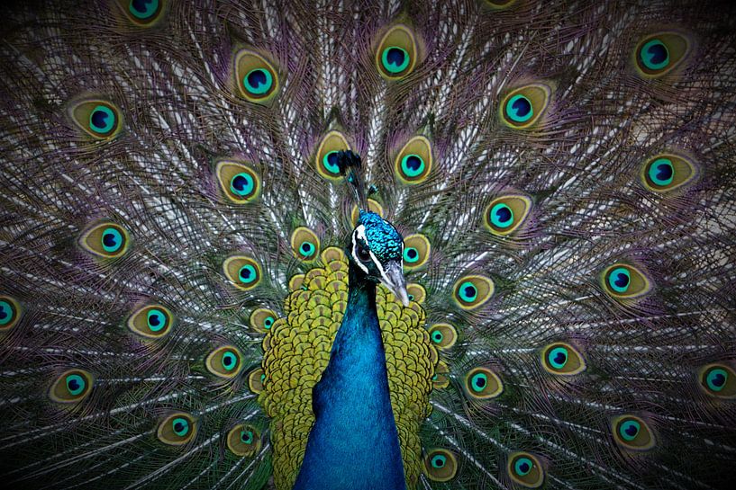 Pfau von Leon Saanen
