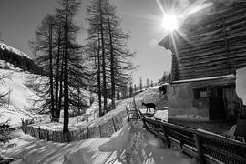 Mountain hut with goats by Geert Schuite