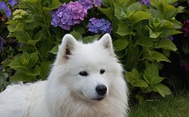 Samojde sur Bo Valentino